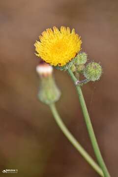 Image of Sonchus wightianus DC.