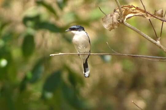 Image of Flycatcher-shrike