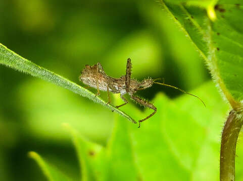 Image of Spined Assassin Bug