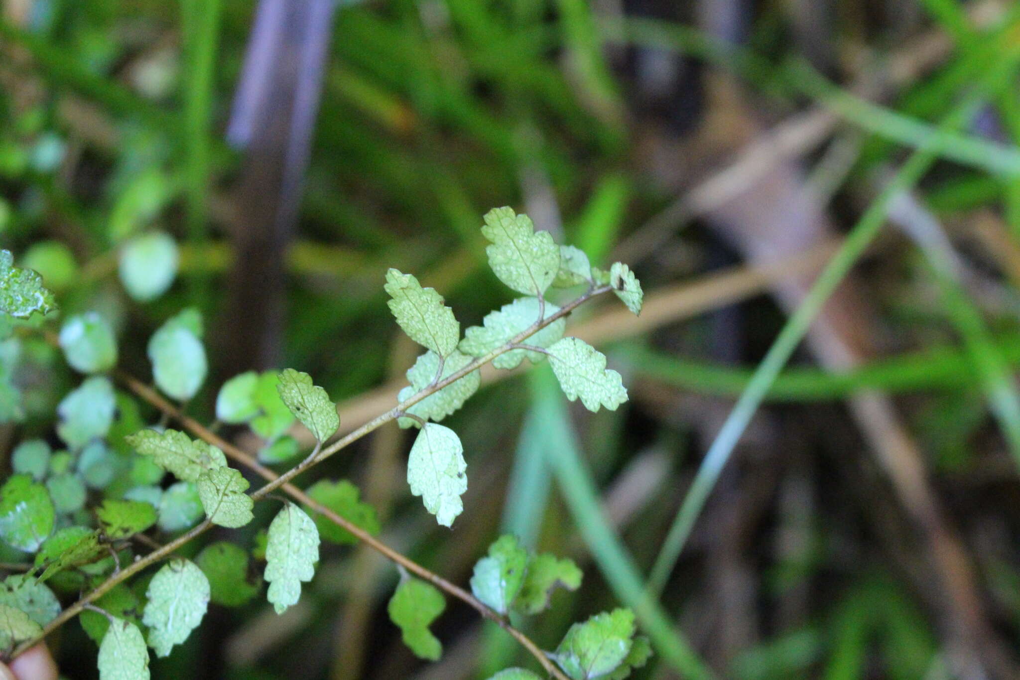 Image of Plagianthus cymosus Cockayne & Allan