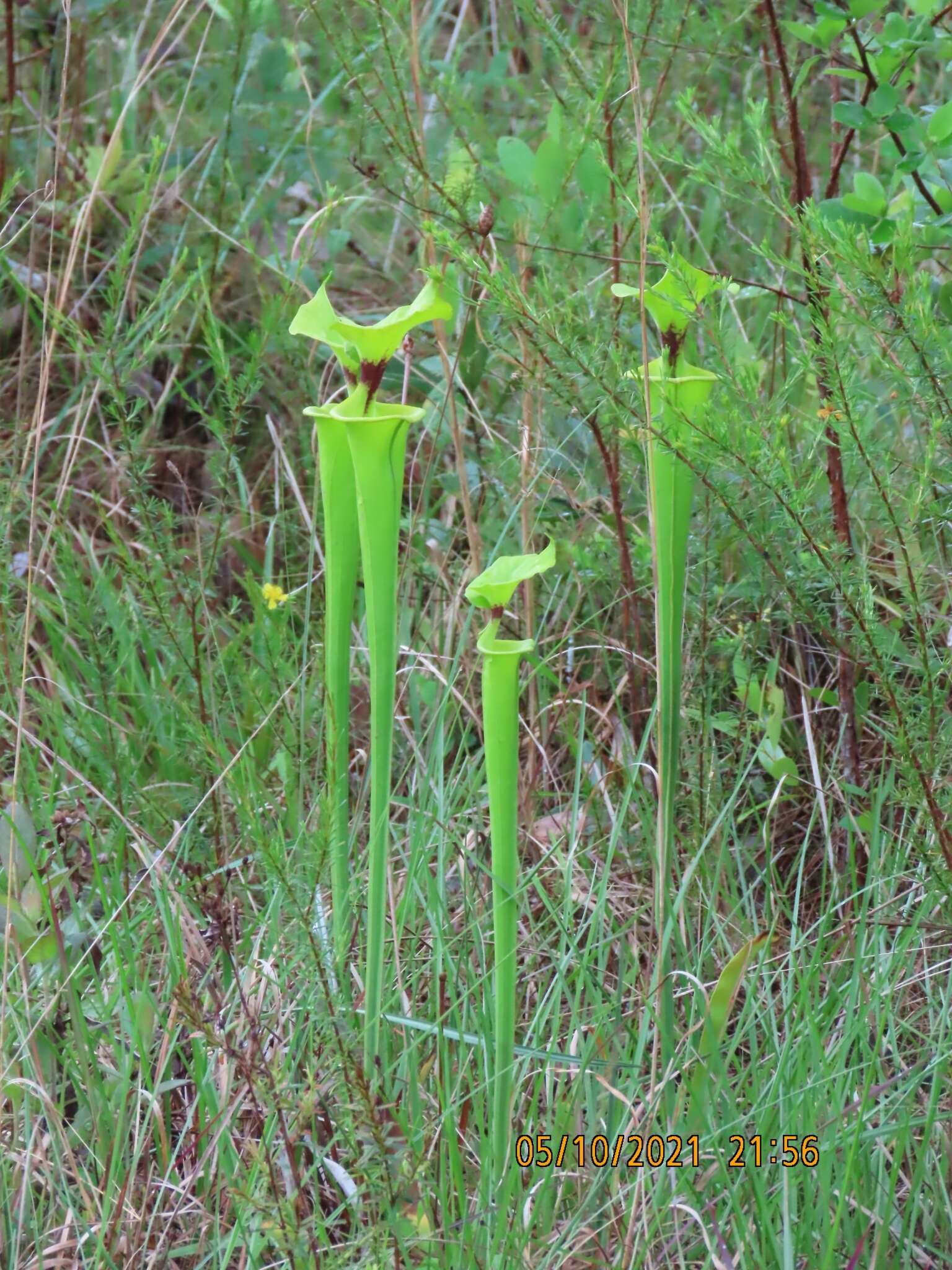 Image of Sarracenia flava var. rugelii (Shuttlew. ex DC.) Mast.