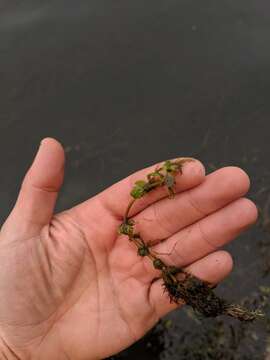 Image of Beck's water-marigold