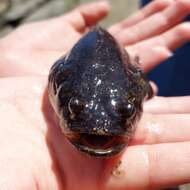 Image of Monkfish