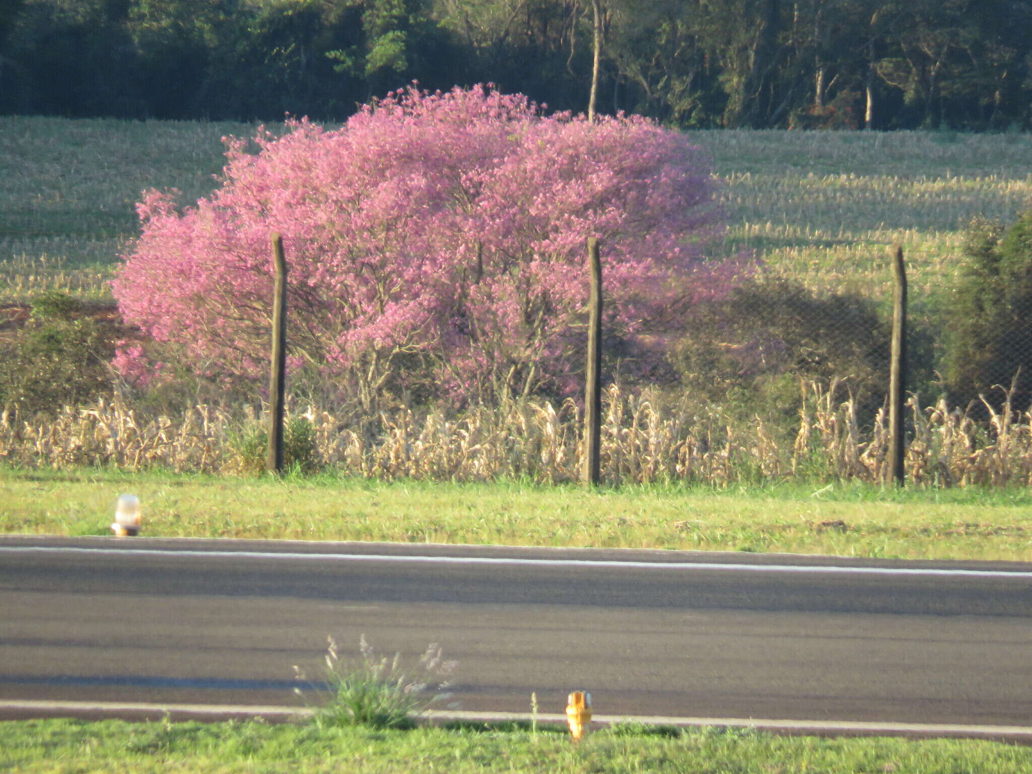 Imagem de Handroanthus heptaphyllus (Mart.) Mattos