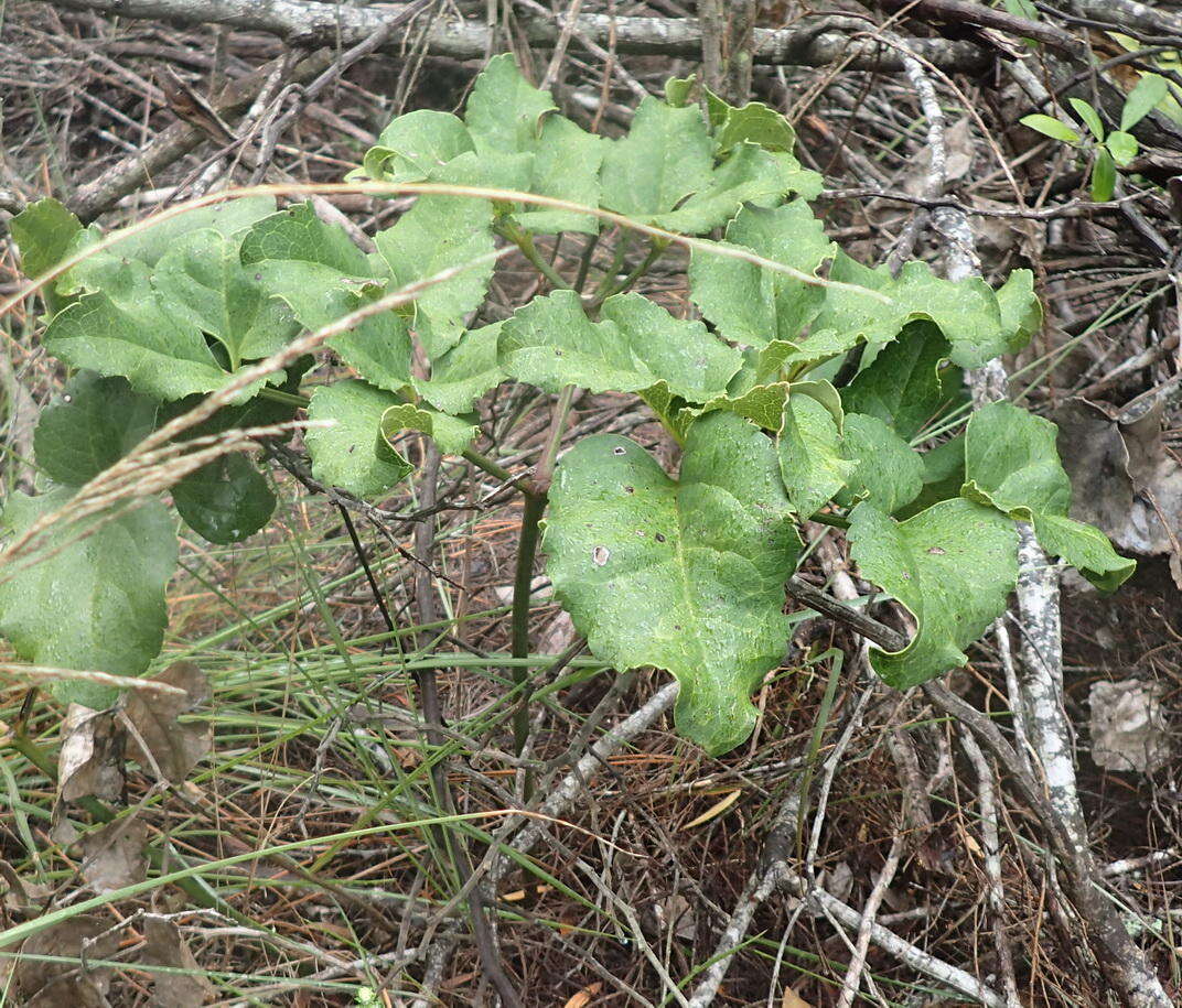 Image of Knowltonia vesicatoria subsp. vesicatoria