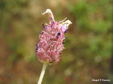 Слика од Lavandula pedunculata subsp. sampaiana (Rozeira) Franco