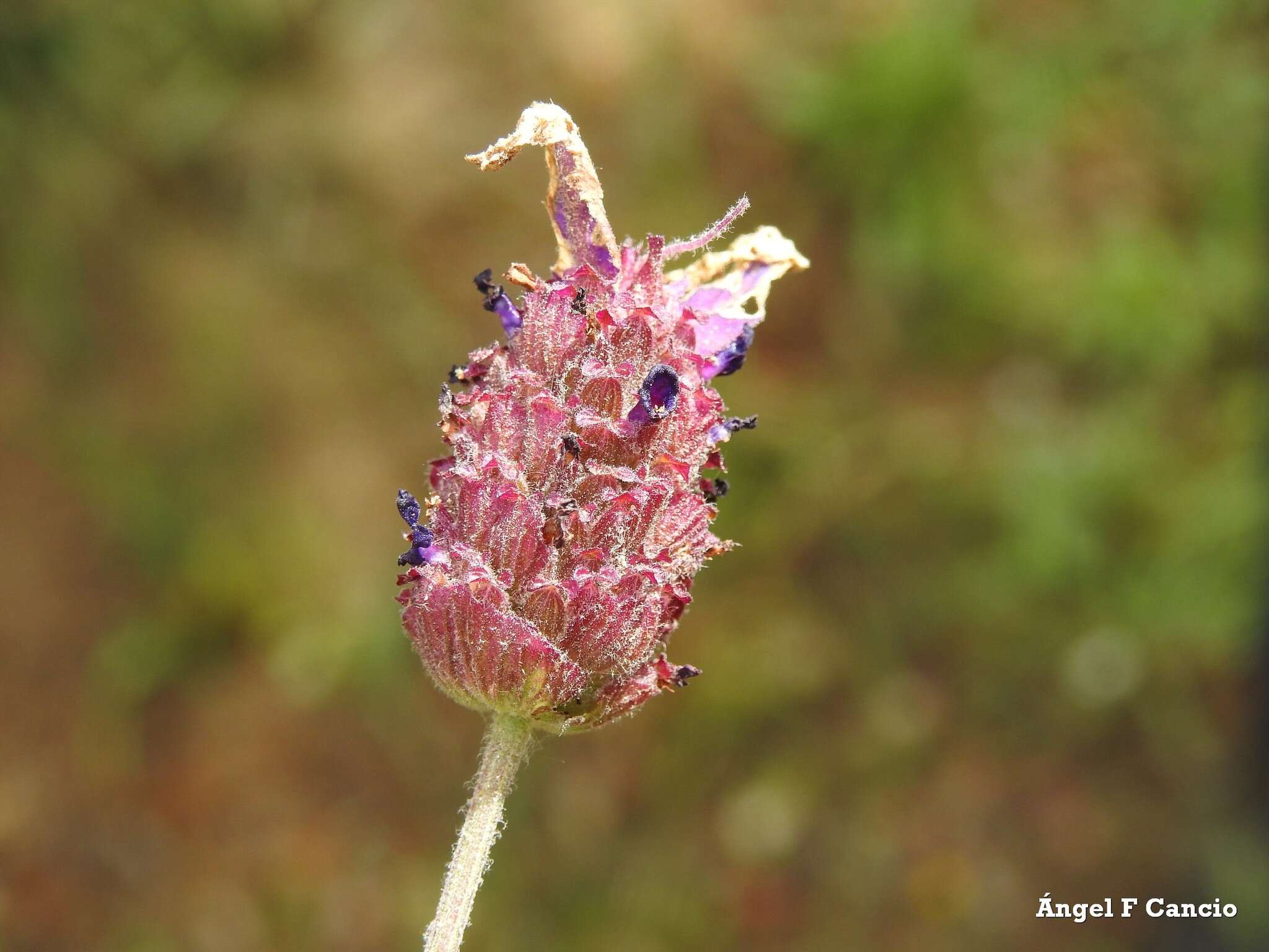 Image of Lavandula pedunculata subsp. sampaiana (Rozeira) Franco