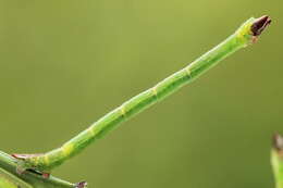 Image of bilberry emerald