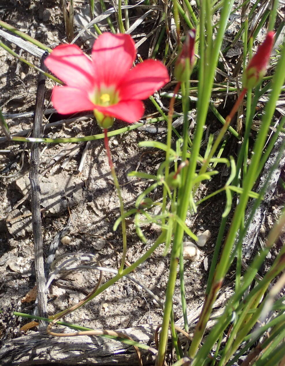 Sivun Oxalis pendulifolia Salter kuva