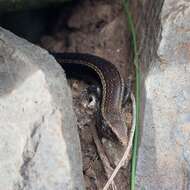 Image of Chalcides coeruleopunctatus Salvador 1975