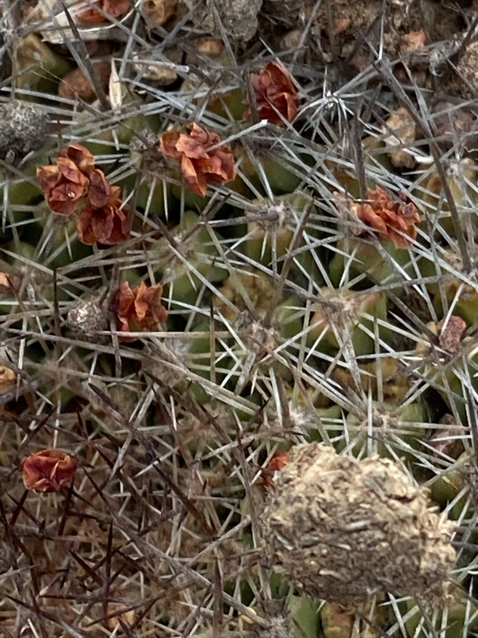 Image de Mammillaria brandegeei (J. M. Coult.) Engelm. ex K. Brandegee