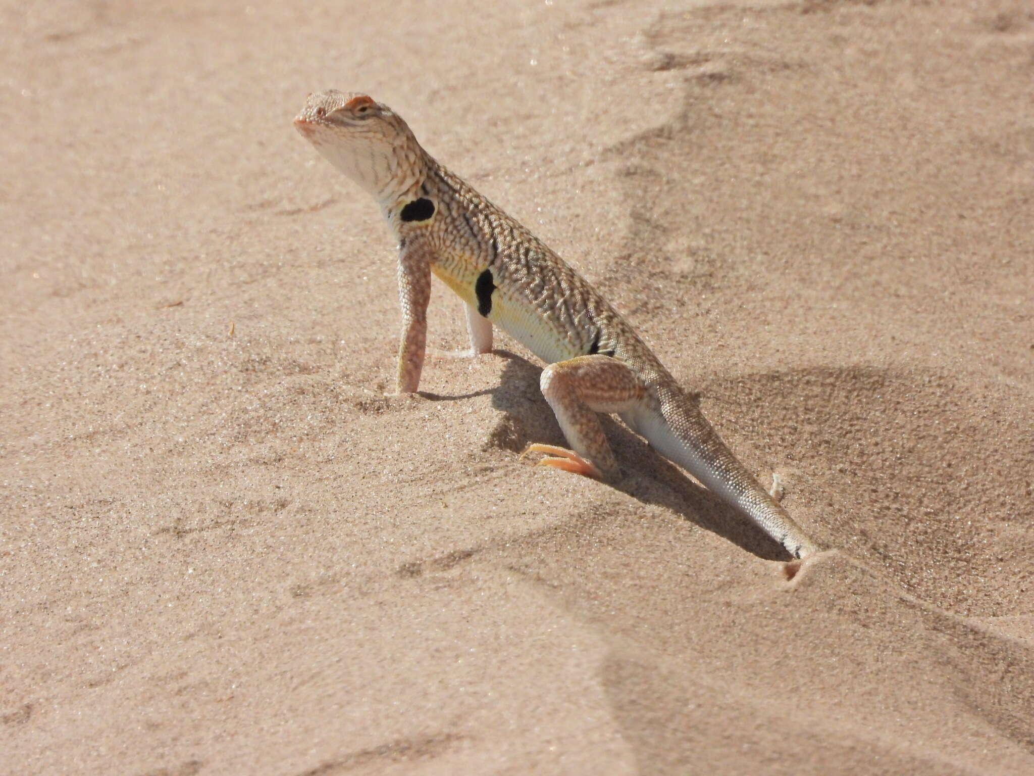 Image of Fringe-toed Sand Lizard