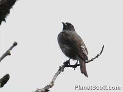 Image of Crested Cotingas