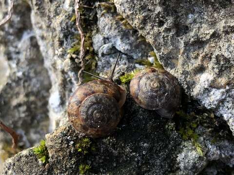 Image of Lapidary Snail