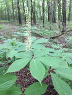 Imagem de Aesculus parviflora Walt.