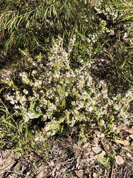 Image of Hypocalymma cordifolium Schau.