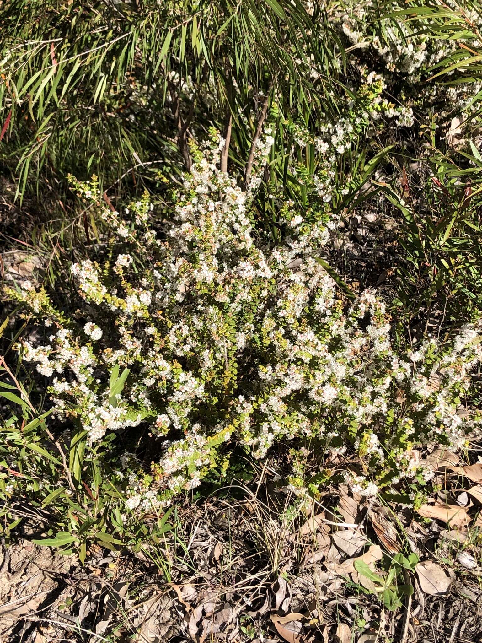 Image of Hypocalymma cordifolium Schau.