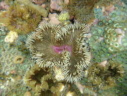 Image of beaded anemone