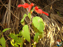 Image of Salvia sessei Benth.