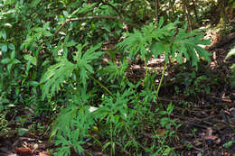 Image of Ligularia japonica (Thunb.) Less.