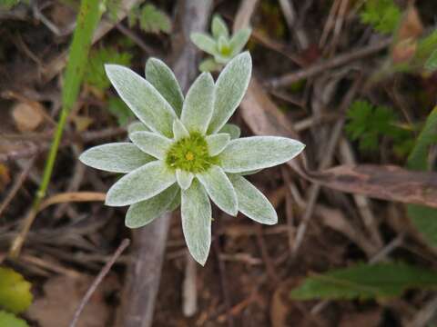 Sivun Filago asterisciflora (Lam.) Sw. kuva