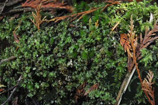 Image of rhizomnium moss