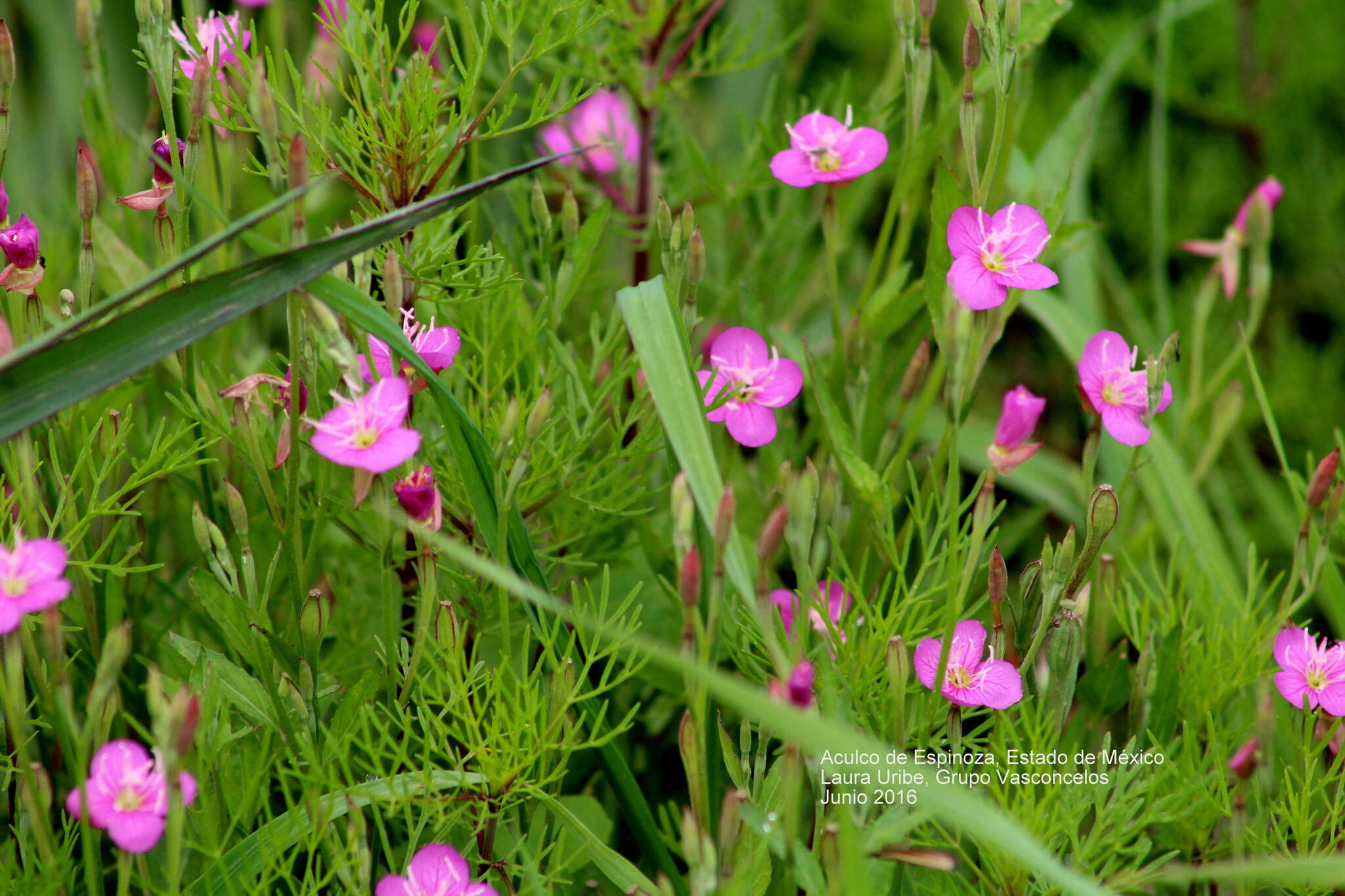 Image of rose evening primrose