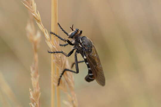 Image of Dasypogon