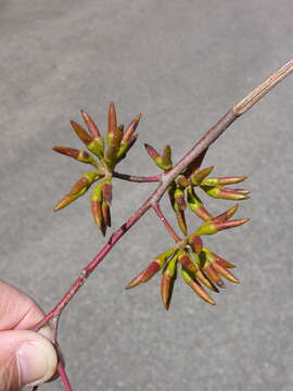 Image of Black Stem Mallee