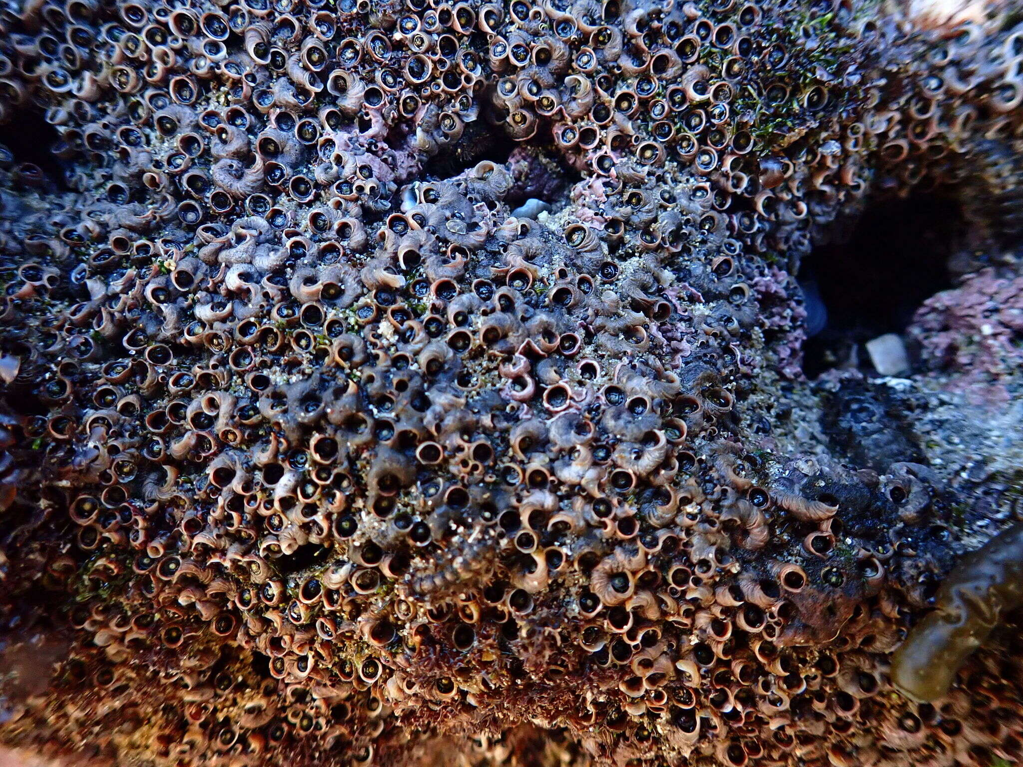 Imagem de Dendropoma corallinaceum (Tomlin 1939)