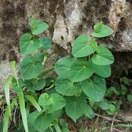 Image de Aristolochia pallida Willd.