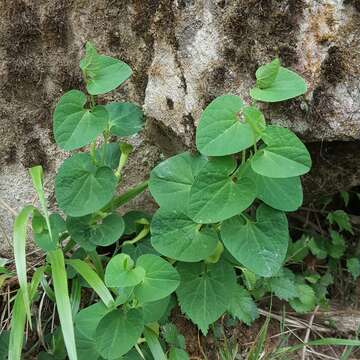 Image de Aristolochia pallida Willd.