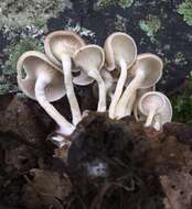 Image de Clitocybe americana H. E. Bigelow 1976