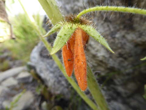 Image of Nasa ranunculifolia subsp. huanucoensis T. Henning, E. Rodr. & Weigend