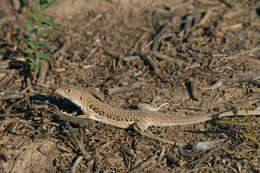 Image of Rapid Racerunner