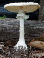 Image of Coker's amanita