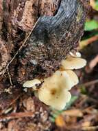 Image of Rhizocybe albida (G. Stev.) J. A. Cooper 2015