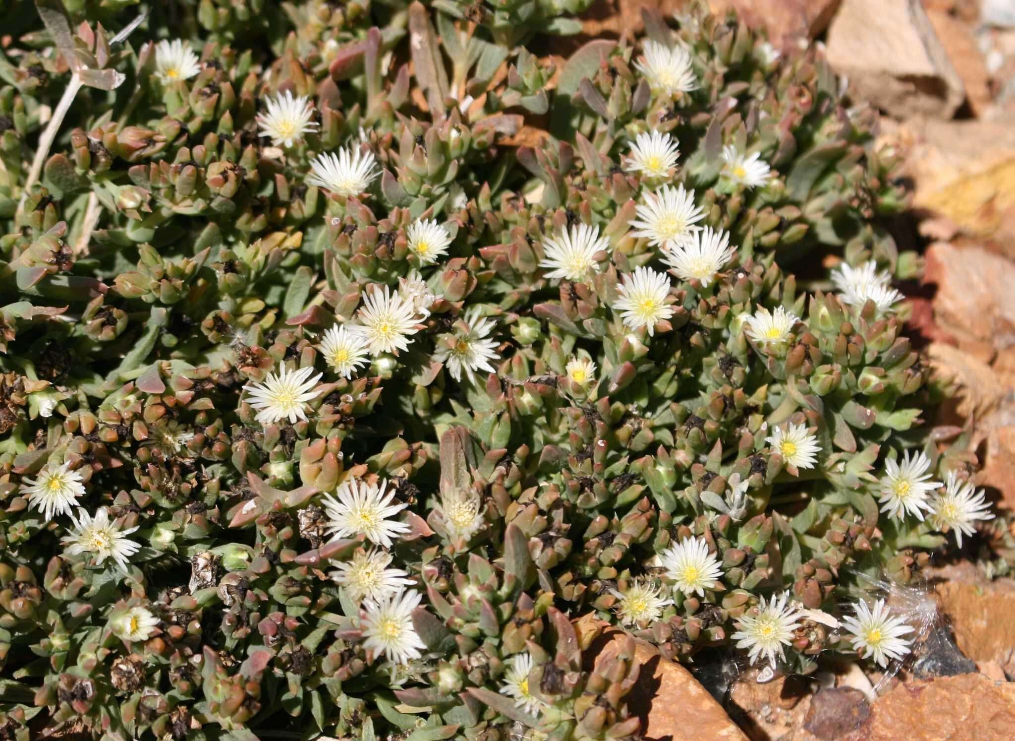 Image of Delosperma inconspicuum L. Bol.