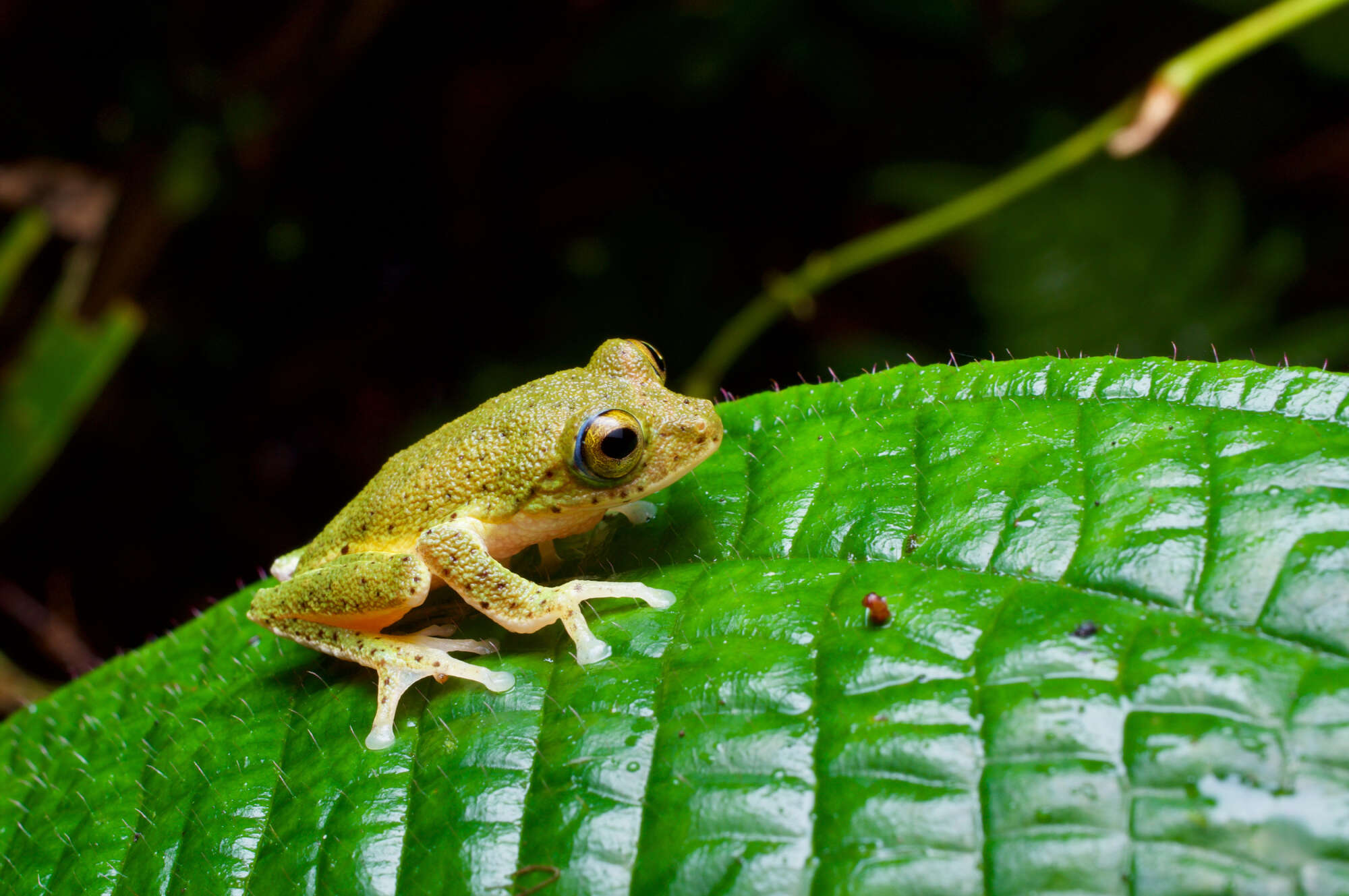 Imagem de Pseudophilautus poppiae (Meegaskumbura & Manamendra-Arachchi 2005)