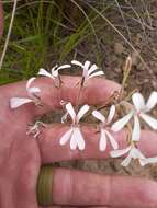 Pelargonium aestivale E. M. Marais resmi