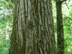 Image of Japanese poplar