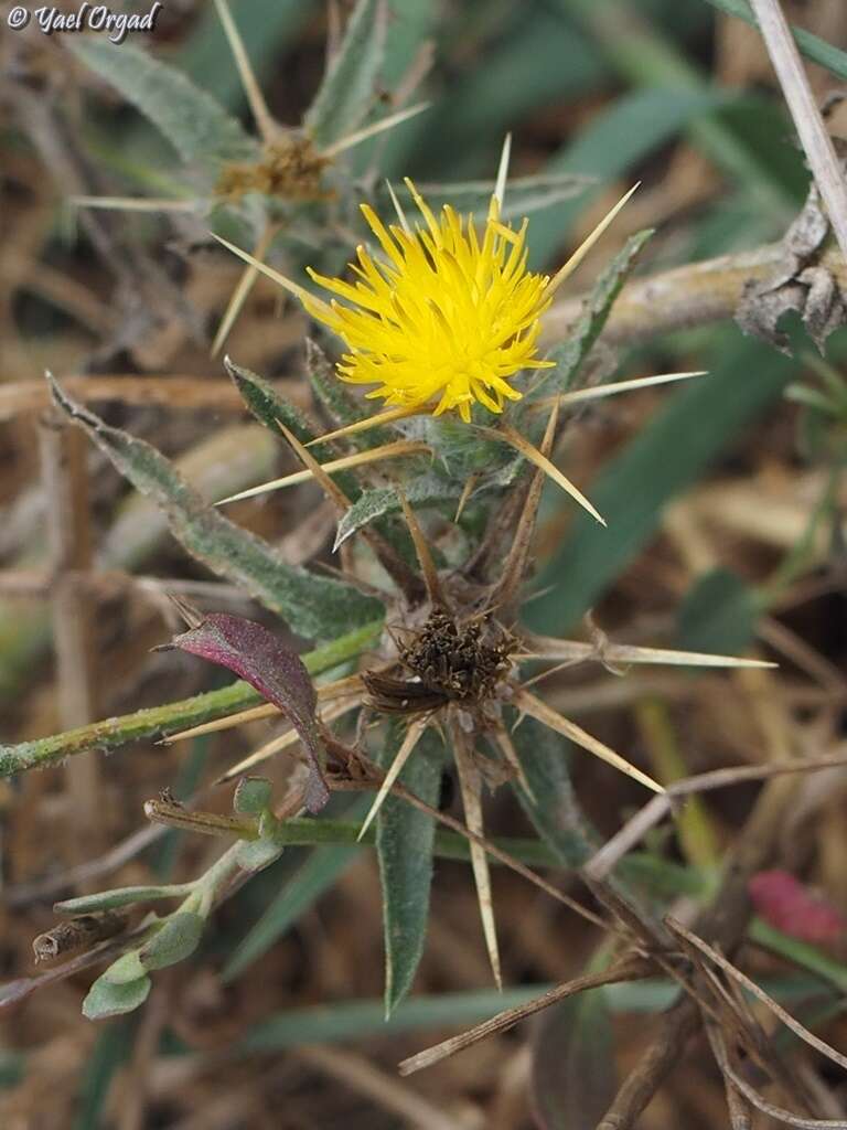 Image of Centaurea procurrens Sieb. ex Spreng.