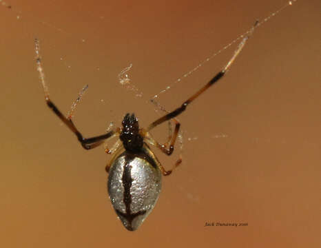 Image of Argyrodes elevatus Taczanowski 1873