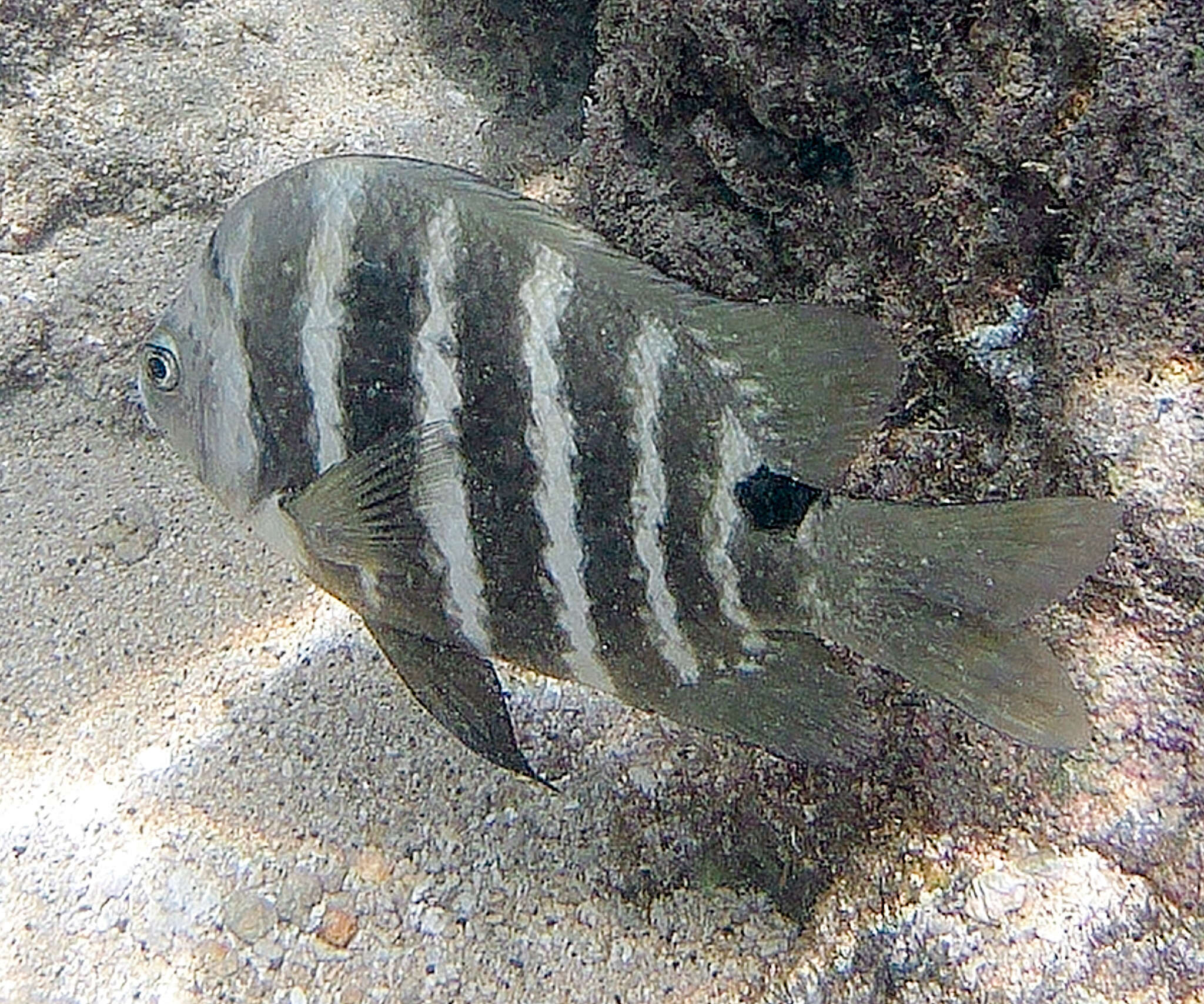 Image of Black-spot sergeant