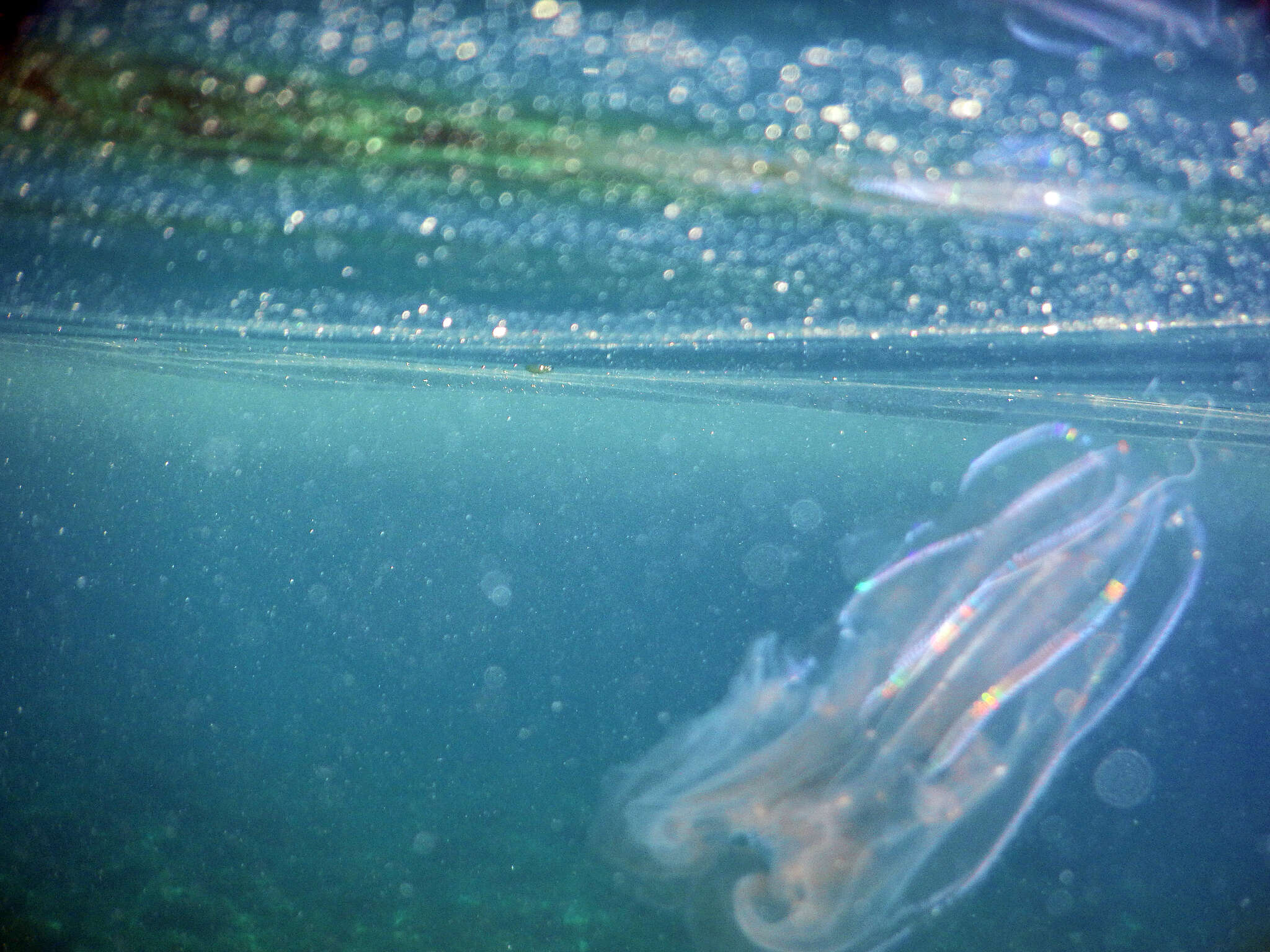 Image of vitreous lobate comb-jelly