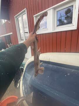 Image of Blackmouth Catshark