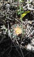 Image of junior Tom Thumb cactus