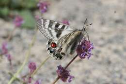 Image de Parnassius charltonius Gray (1853)