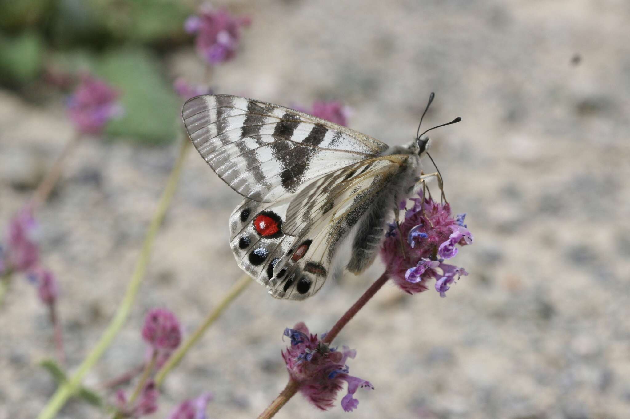 Image de Parnassius charltonius Gray (1853)