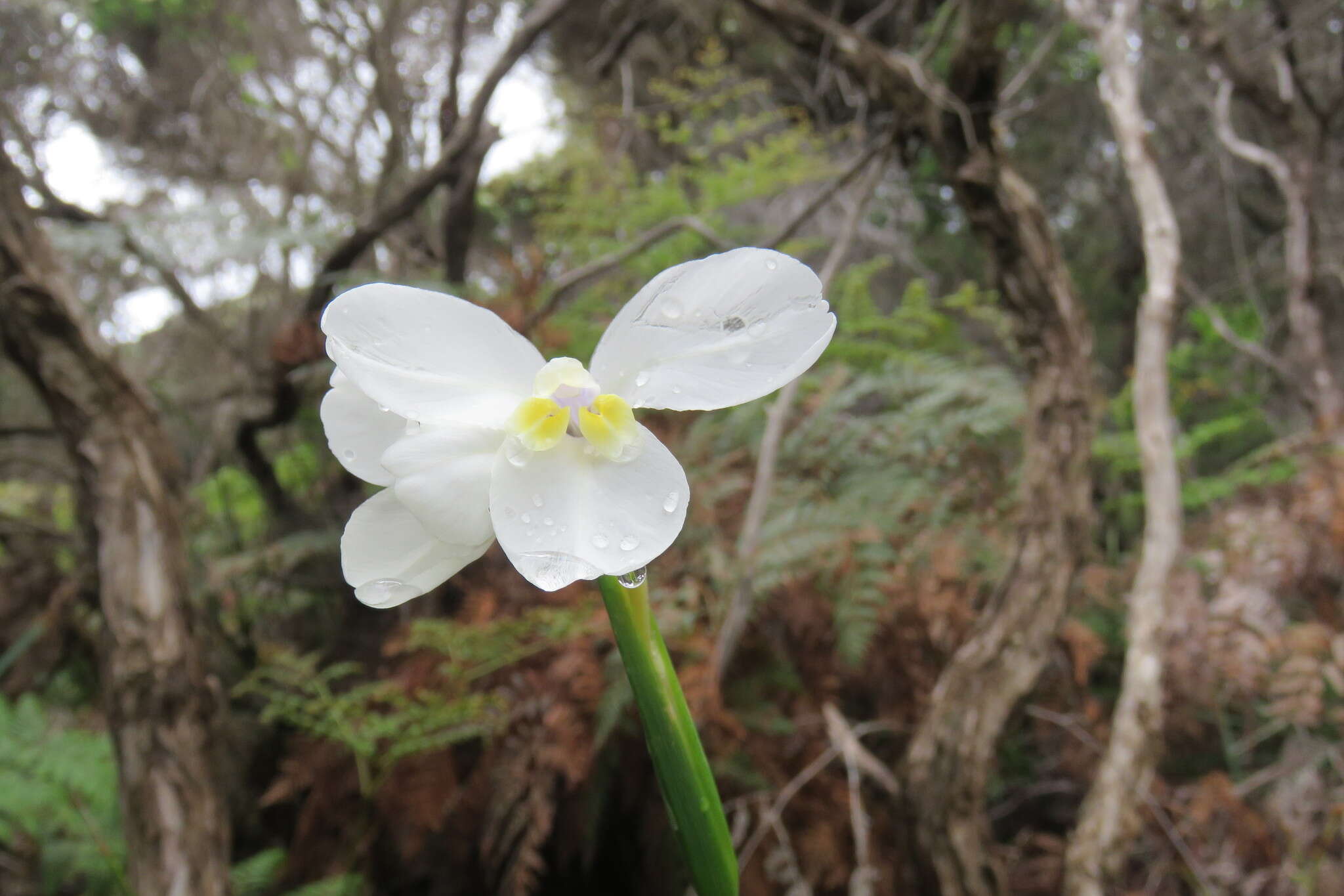 Imagem de Diplarrena moraea Labill.